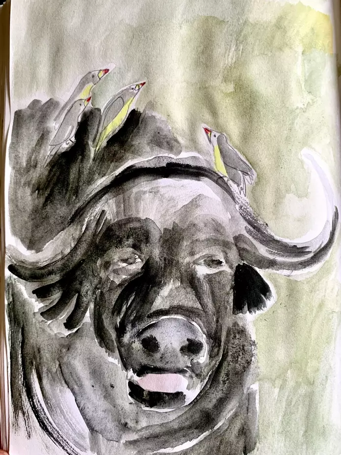 A watercolour illustration of a bison looking sleepy. On his back are 4 yellow birds with red beaks, who like to perch on his back, and eat any fleas and ticks they find. 